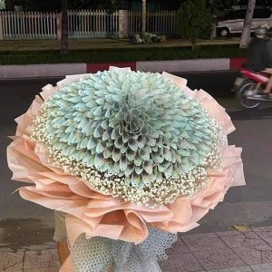 hoa tiền 500k