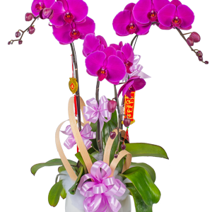 lan hồ điệp