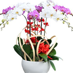 Lan Hồ Điệp - Kiêu sa