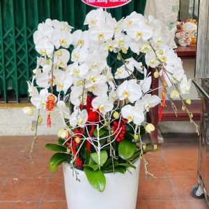 Vạn Phúc 20