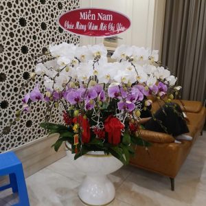 Vạn Phúc 31